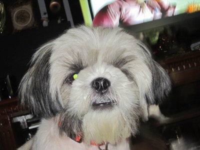 Ruby - Shih Tzu Dog