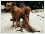 Mama dog milking her 4 puppies