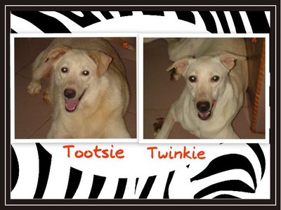 Tootsie &amp; Twinkie - Labrador Retriever Dog