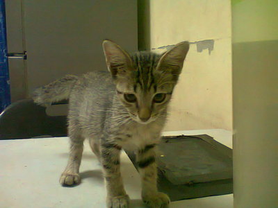 Ank Kucing - Domestic Short Hair Cat