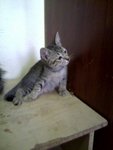 Ank Kucing - Domestic Short Hair Cat