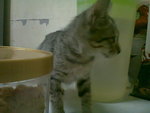 Ank Kucing - Domestic Short Hair Cat