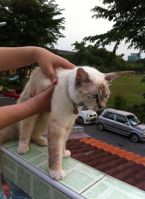 Bubu - Domestic Medium Hair Cat