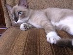 Kitten  - Siamese Cat