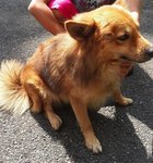 Brown &quot;Spitz' Male-ampang - Mixed Breed Dog