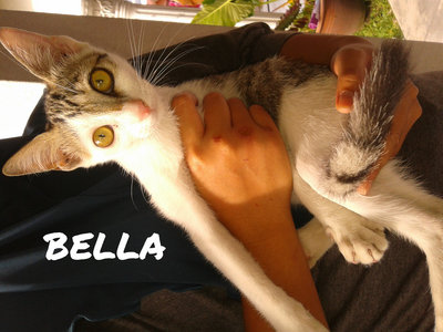 Bella , Simba, Lion - Domestic Short Hair Cat