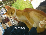 Simba, full of trick ! 