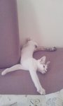 Amber （单眼皮/单单） - Domestic Short Hair Cat