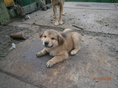 Dino - Mixed Breed Dog