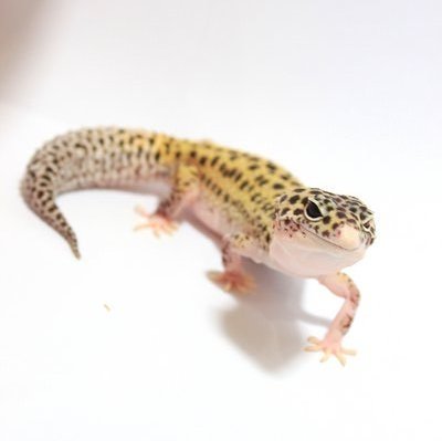 Tremper Albino Eclipse Leopardgecko - Gecko Reptile