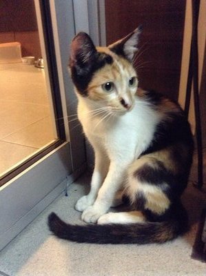 Cutie 勇 - Domestic Short Hair Cat