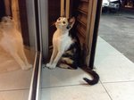 Cutie 勇 - Domestic Short Hair Cat