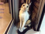 Cutie 勇 - Domestic Short Hair Cat