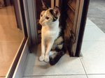 Cutie 勇 - Domestic Short Hair Cat