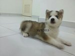 Siberian Husky - Siberian Husky Dog