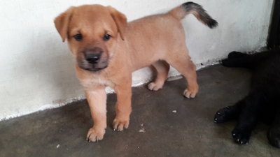 2 Female Puppies - Mixed Breed Dog