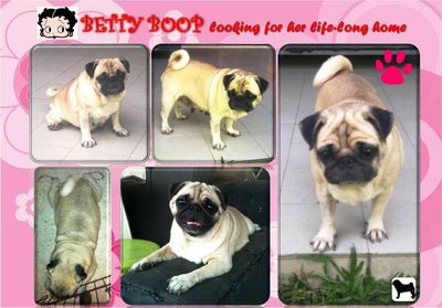 Betty Boop - Pug Dog