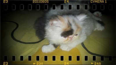 Mira Liyana - Persian Cat