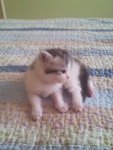 Budi (Budiman) - American Shorthair Cat