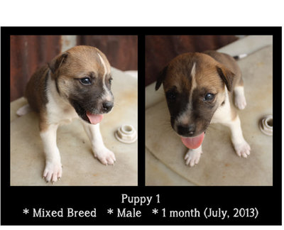 Puppies - Mixed Breed Dog