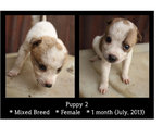 Puppies - Mixed Breed Dog