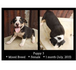 Puppies - Mixed Breed Dog