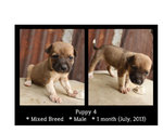 Puppies - Mixed Breed Dog