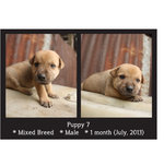 Puppies Batch 2 - Mixed Breed Dog