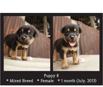 Puppies Batch 2 - Mixed Breed Dog