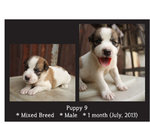 Puppies Batch 2 - Mixed Breed Dog