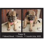 Puppies Batch 2 - Mixed Breed Dog