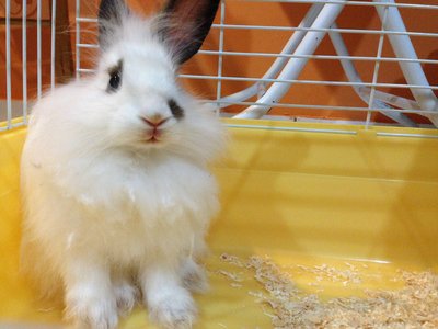 Tisu - Angora Rabbit Rabbit