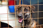 Tang Ka Chee - Mixed Breed Dog