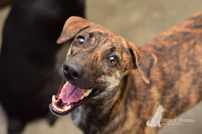 Tang Ka Chee - Mixed Breed Dog