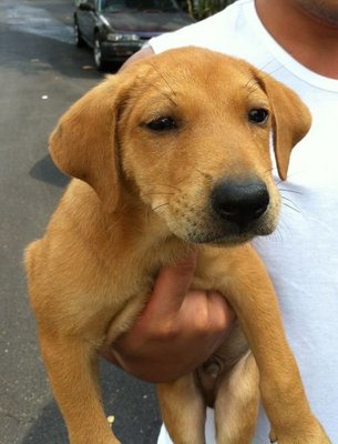 Brown Ears - Weimaraner Mix Dog