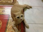 King - Persian + Domestic Short Hair Cat