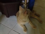 King - Persian + Domestic Short Hair Cat