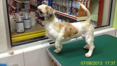 Noinin - Shih Tzu Dog