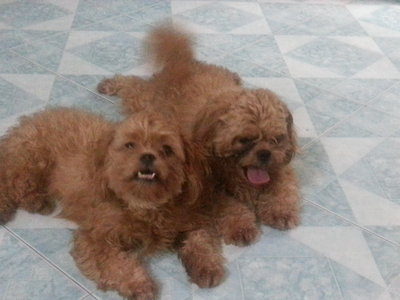 Pekepoo Girl Girl &amp; Ah Fat - Poodle + Pekingese Dog