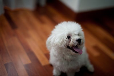 Honey - Maltese Dog