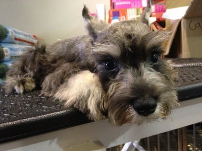 Miniature Schnauzer - Cropped Ear - Schnauzer Dog