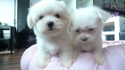 Maltese - Super Small Size - Maltese Dog