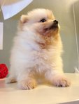 Pomeranian - Tiny Size And Cream - Pomeranian Dog