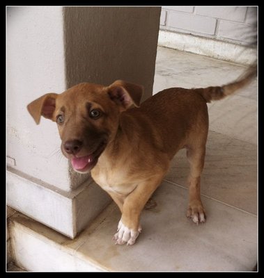 Zoey - Terrier Mix Dog