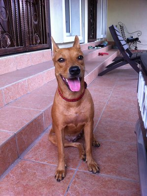 Pera Brown - Miniature Pinscher Mix Dog