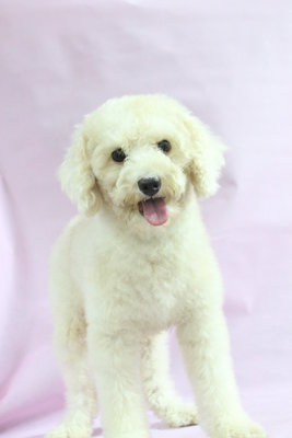 Wei Wei (Not For Sale/adopt) - Poodle Dog