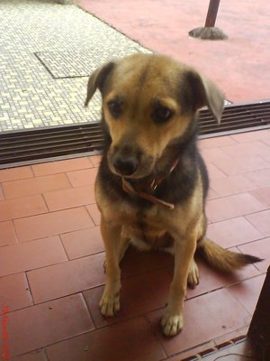 Lucky - Mixed Breed Dog