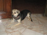 Lucky - Mixed Breed Dog