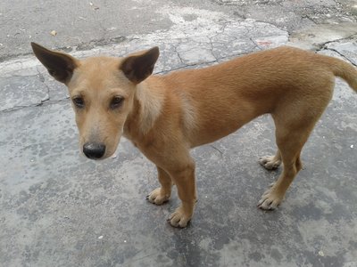 Cream &amp; Brown - Mixed Breed Dog