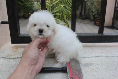 Taiwan T-cup White Color Poodle Mka - Poodle Dog